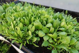 Check spelling or type a new query. My Favorite Leaves How To Grow Baby Spinach Sara S Kitchen Garden