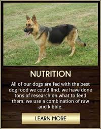German Shepherd Puppies Nc Creekwood Acres