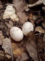 Birds That Lay Eggs On The Ground Uk Whip Poor Will Eggs What Is A Bird Nocturnal Birds Nest