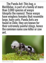 Image result for panda ant