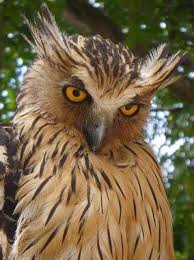 I Love Owls In 2020 Owl Pet Birds Beautiful Birds