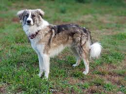 Astazi va voi prezenta cateva informatii si curiozitati despre rasa ciobanesc romanesc carpatin. Hund Herdenschutzhund Border Kostenloses Foto Auf Pixabay