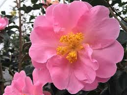 Arctic Dawn Camellia Http Www Bloomingandbeautiful Com Arctic Dawn Camellia P12607 Aspx Garden Plants Plants Flowers