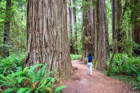 It's at 37264 main st in burney. 12 Best Campgrounds In Northern California Planetware