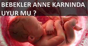 bebekler anne karninda uyur mu hafta hafta gebelik hamilelik takibi bebek gelisimi
