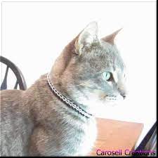Buy collars, leashes, food & more pet supplies. Chainmaille Pet Collar Black And Silver Full Persian Chain Etsy Pet Collars Cat Collars Personalized Dog Collars