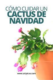 Conocé cuáles son las variedades y sus características y aprendé cómo tierra para cactus: Como Cuidar Un Cactus De Navidad Atipicas Suculentas