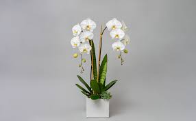 Get housewarming gift ideas and more. 10 Best Housewarming Gifting Plants Ever Floweraura
