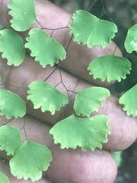 Image result for Adiantum poiretii