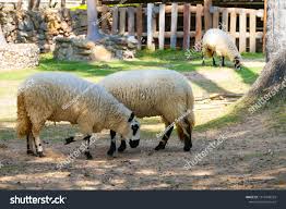 Descarga rewasd para pc de windows desde filehorse. Image Shutterstock Com Z Stock Photo Lika Sheep