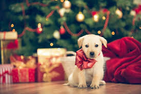 Hey pack,in this video the puppies go through their first vaccination session. Christmas To A Puppy