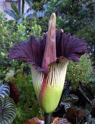 Maybe you would like to learn more about one of these? Is The Merriwick Flower Real Ten Of The World S Weirdest Flowers Big Blog Of Gardening The Time Is Almost Here Dkkihdfvv