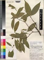 Image result for Hunteria