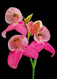 Image result for Rhipidoglossum globulosocalcaratum