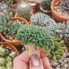 Crested Baby Echeveria Succulents Planting Succulents Growing Succulents