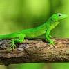 Geckos are perhaps the most ubiquitous and recognizable of all lizards. 3