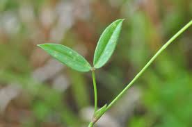 Image result for Zornia pratensis