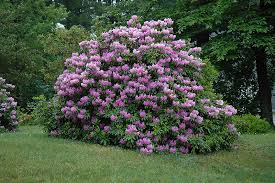 Catawba Rhododendron Rhododendron Catawbiense Plants Season Plants Rhododendron