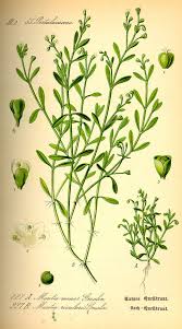 Image result for Montiniaceae