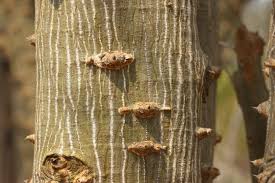 Image result for Brachycorythis velutina