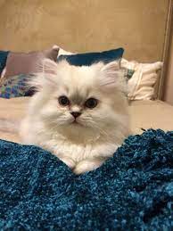 Pin On Beautiful Persian Kittens For Sale