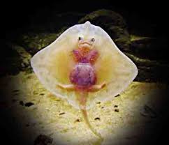 Video tersebut diiringi dengan lantunan ayat suci alquran sehingga. Resepi Ikan Pari Bakar Sarawak Enak Dan Mudah Resepi Pemakanan