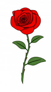 How To Draw Red Rose Red Rose Drawing Flower Drawing Drawings