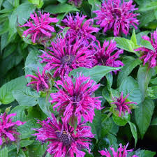 Image result for Monadenium herbaceum