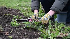Check spelling or type a new query. Spring Pruning And Weeding Of Stock Footage Video 100 Royalty Free 1052855720 Shutterstock