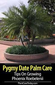 Pygmy Date Palm Care Tips On Growing Phoenix Roebelenii Palm Trees Landscaping Palm Tree Care Palm Tree Plant