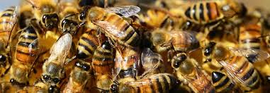 Angi.com has been visited by 100k+ users in the past month Gilbert Bee Removal Wasp Removal Bee Removal Phoenix