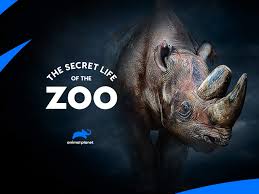 Nonton film online secret zoo (2020) gratis xx1 bioskop online movie sub indo netflix dan iflix indoxxi. Watch The Secret Life Of The Zoo Season 1 Prime Video