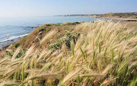 Cap Gris Nez Et Cap Blanc Nez Panorama Sur La Cote D Opale Wimereux Plage Cap Gris Nez Et Cap Blanc Nez