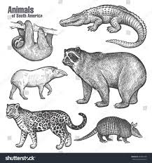 Animals Of South America Set Spectacled Bear Jaguar Sloth Caiman Armadillo Tapir Hand Drawing Vintage Engraving St Spectacled Bear Animals Bear Drawing
