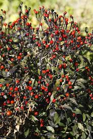 Though usually found in thai curries or other asian dishes, the thai chile's heat doesn't discriminate; Chiltepin Peppers Wild Tiny U S Native Hot Peppers Chili Pepper Madness