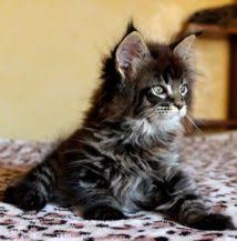 list of 15 different colors of a maine coon cat maine