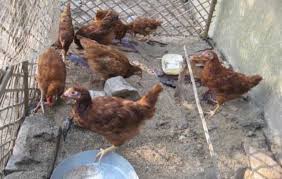 Poultry rearing is not a easy task. Backyard Poultry Farming A Low Input Business With High Economic Returns