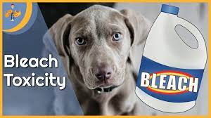 Bleach Poisoning In Dogs Our Pet S Health