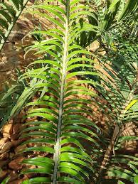 Image result for Encephalartos villosus