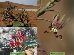 Image result for Colchicaceae