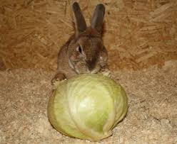 Kaninchen Durfen Kohl Fressen Durch Diese Anleitung Kann Man Das Kaninchen Kinderleicht Und Schonend An Kohl Ge Kaninchen Ernahrung Kaninchen Kaninchenfutter