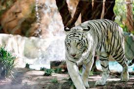 It has been created as a sanctuary for some amazing you will have to ask her whether she has visited the secret garden since she lives in las vegas. Siegfried Roys Secret Garden Delfin Habitat Eintritt 2021 Las Vegas Tiefpreisgarantie