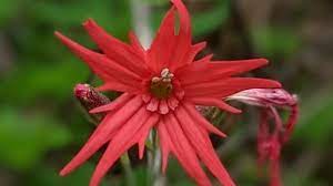 Hendricks park plant identification guide. Identify Flowers And Trees With Open Source Opensource Com