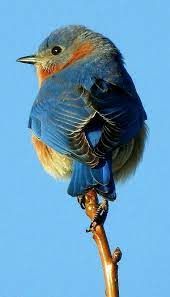 Pin De Mika Mary En Aves Pajaros De Vivos Colores Aves De Compania Pajaros Bonitos