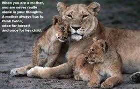 Check spelling or type a new query. Lioness Protecting Her Cubs Quotes Tumblr Bokkor Quotes