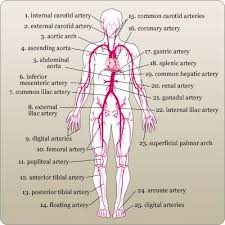 Diagram of arteries in human body, human arterial system diagram, human circulatory system diagram, human heart diagram, human kidney. Nr Aqeeq Nraqeeq Profile Pinterest