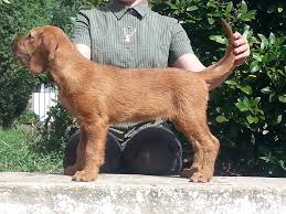 Image result for štýrský brakýř