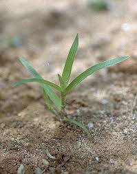 Image result for Cyanotis lanata