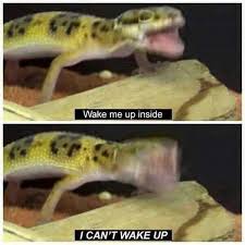 Wake Me Up Inside Cute Reptiles Cute Funny Animals Funny Animal Memes