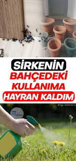 Sirkenin Bahcenizdeki Super Kullanim Alanlari Plant Breeding Photography Tutorials My Ideal Home